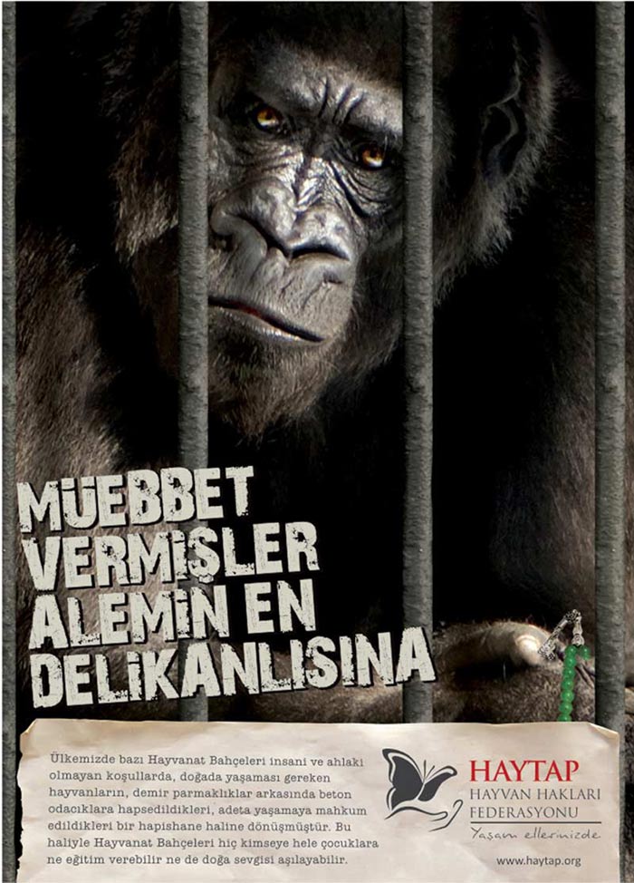 arselgroup_goril_afisi_1
