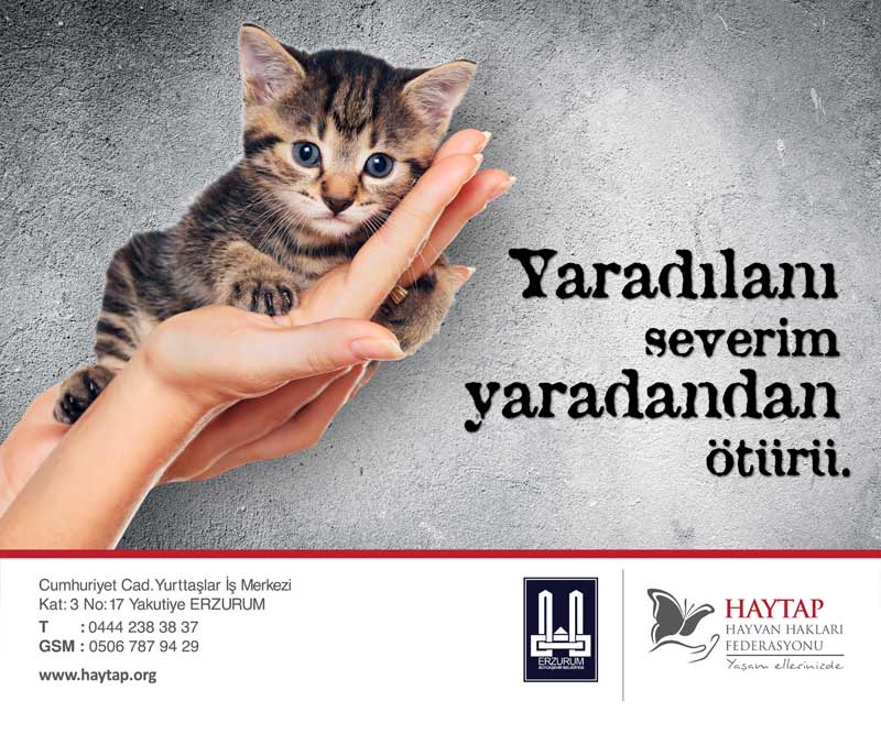 kedi_erzurum_afis