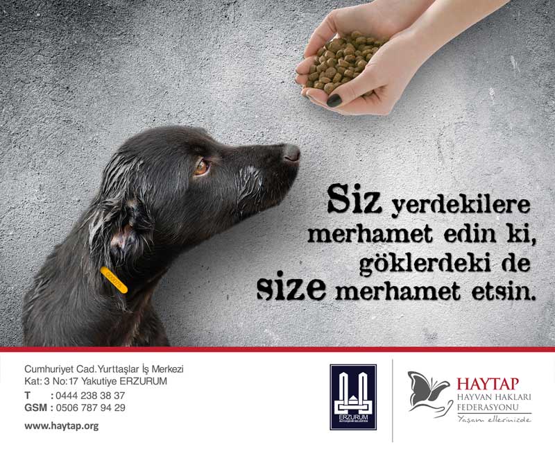 Bakımevlerin deki Sahipsiz Dostlarımız Desteğinizi Bekliyor