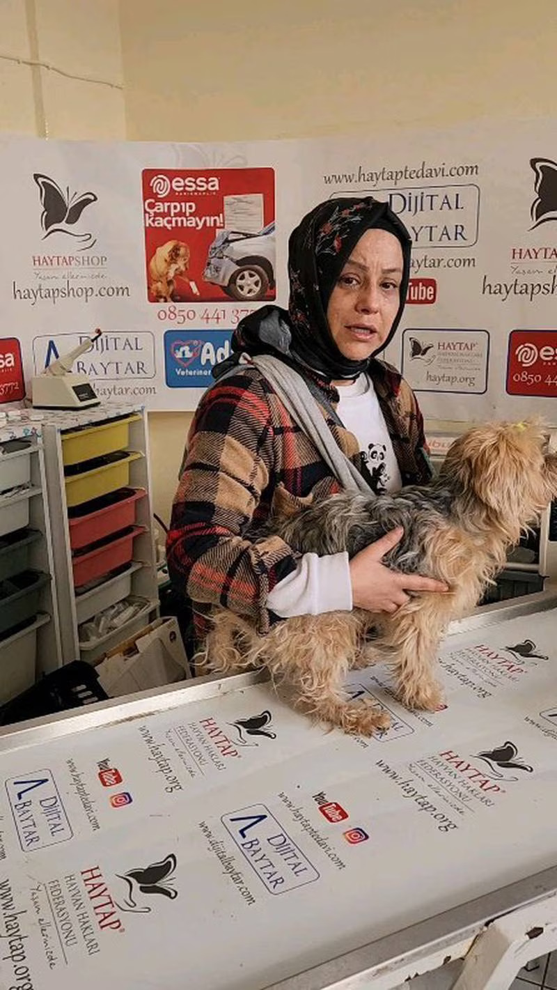 Turkish Animal Rescue Teams Overwhelmed After Earthquake | English ...
