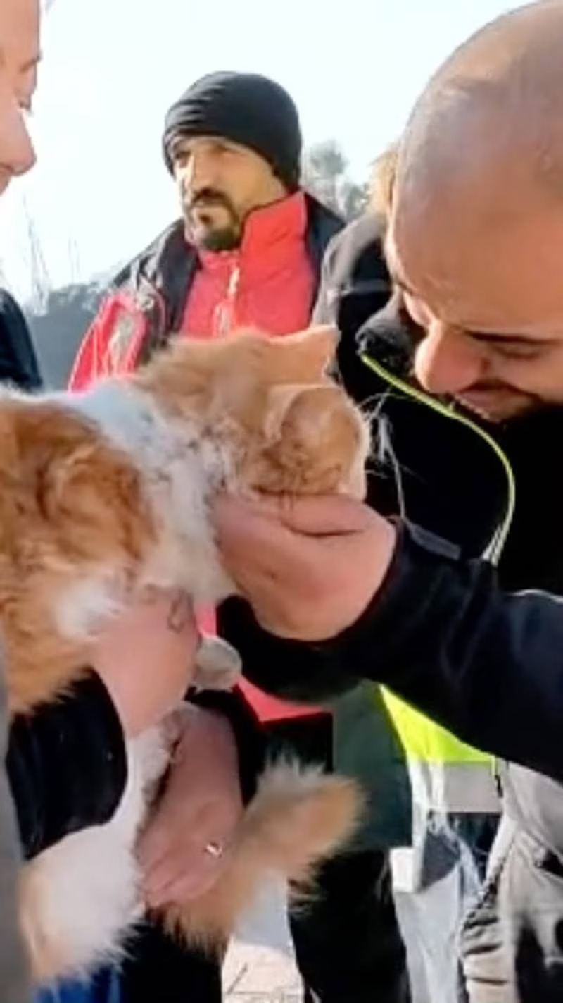 Turkish Animal Rescue Teams Overwhelmed After Earthquake | English ...