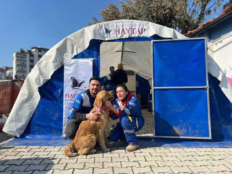 Turkish Animal Rescue Teams Overwhelmed After Earthquake | English ...