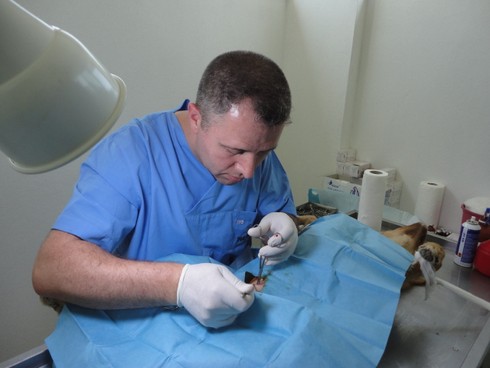 Vezirkopru De Kisirlastirma Calismalarimiz Saha Calismalari Bagislarinizi Nerede Kullaniyoruz Haytap Hayvan Haklari Federasyonu