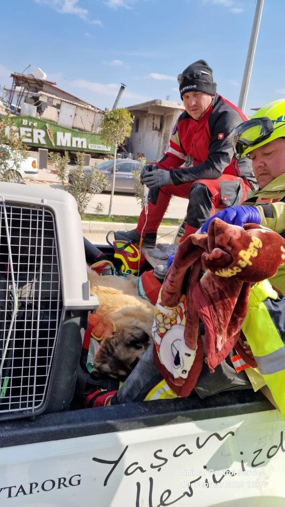 Rescue teams treat animals saved from the rubble of Turkey quakes ...