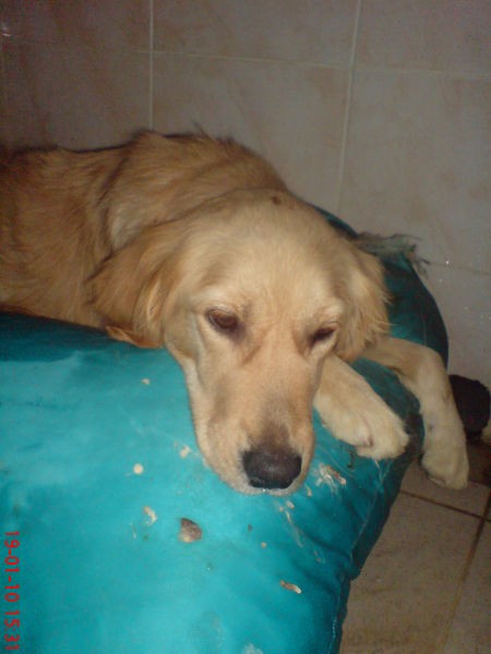 Daisy Terkedilen Bir Golden. Tarfik Kazası Gerçirdi, Haytap Tedavilerini Yaptırdı ve Sahiplendirdi.