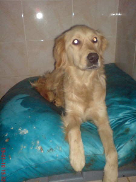 Daisy Terkedilen Bir Golden. Tarfik Kazası Gerçirdi, Haytap Tedavilerini Yaptırdı ve Sahiplendirdi.