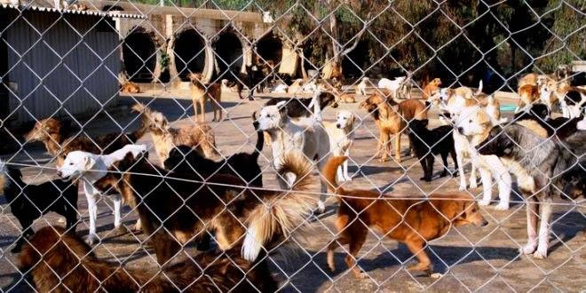 Hapishane Degil Bakimevi Don Kisot Un Kosesi Kutuphane Haytap Hayvan Haklari Federasyonu