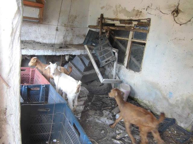 Haytap Yaşam Aracı İpsala’da!- Kurtarılan Keçiler, Belediye Meclis Toplantısı
