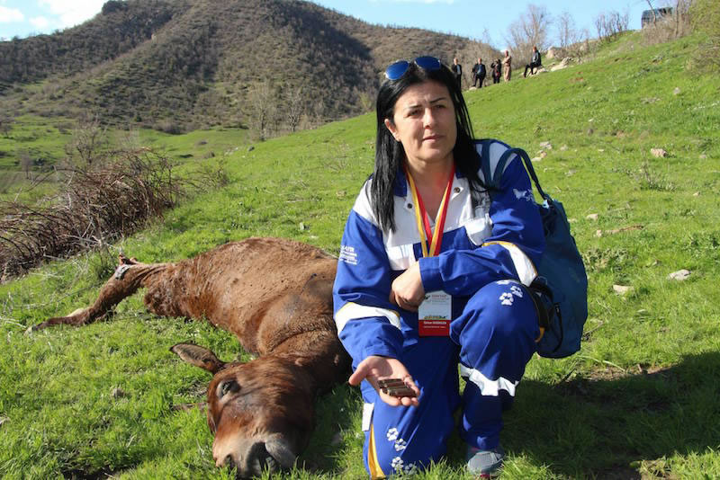HAYTAP Sıfır Noktasında Zavallı Katırlar İçin Gidiyor !