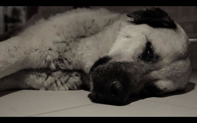 Haytap’ın Petshop Gerçeği ile İlgili Yeni Kısa Filmi