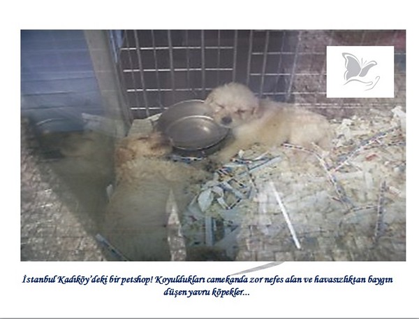 Hayvan Satışı Yapan Petshopların Gerçeği -1