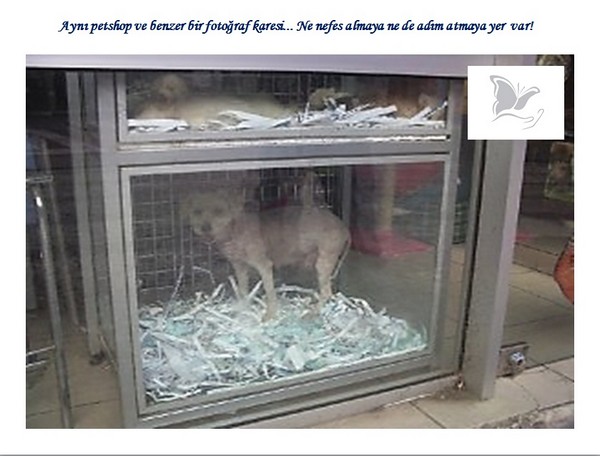 Hayvan Satışı Yapan Petshopların Gerçeği -1
