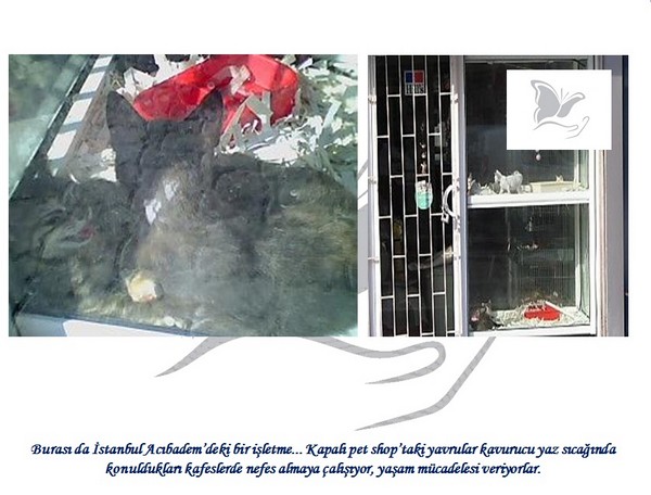 Hayvan Satışı Yapan Petshopların Gerçeği -1