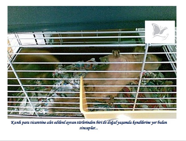 Hayvan Satışı Yapan Petshopların Gerçeği -1