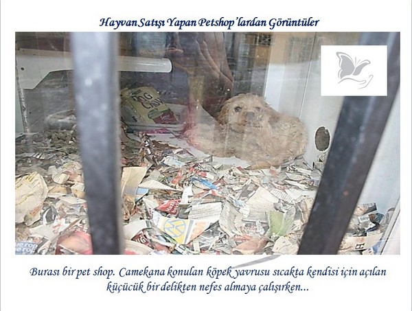 Hayvan Satışı Yapan Petshopların Gerçeği -1