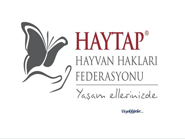 Hayvan Satışı Yapan Petshopların Gerçeği -1