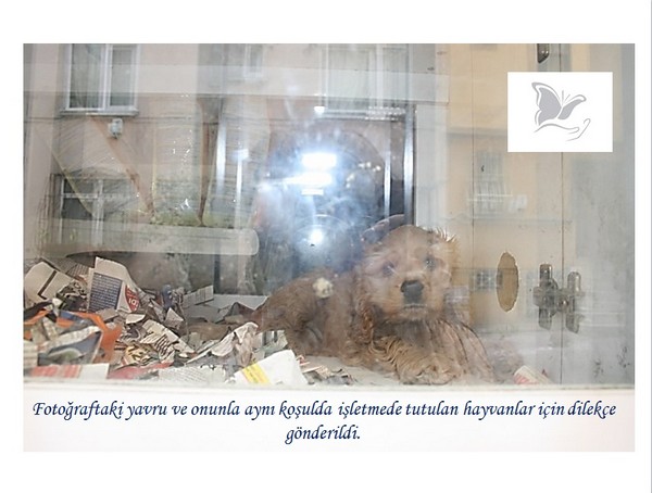 Hayvan Satışı Yapan Petshopların Gerçeği -1