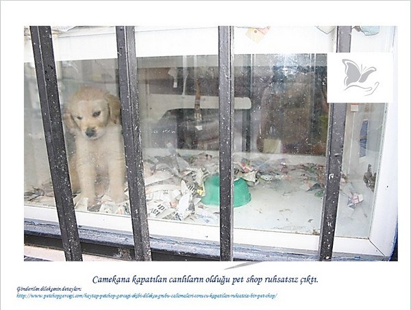 Hayvan Satışı Yapan Petshopların Gerçeği -1