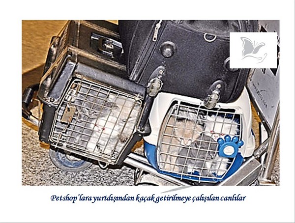 Hayvan Satışı Yapan Petshopların Gerçeği -1