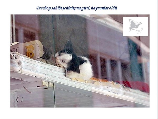 Hayvan Satışı Yapan Petshopların Gerçeği -1