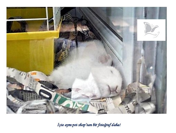 Hayvan Satışı Yapan Petshopların Gerçeği -1
