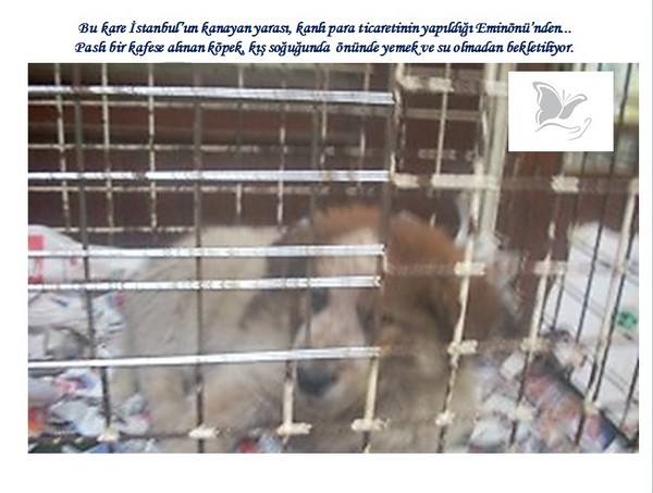 Hayvan Satışı Yapan Petshopların Gerçeği -1