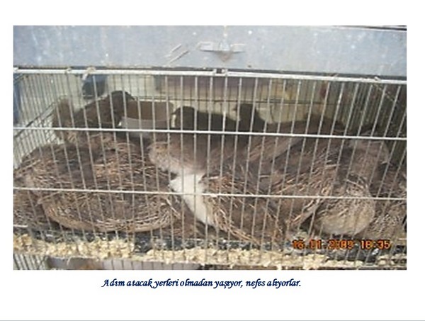 Hayvan Satışı Yapan Petshopların Gerçeği -1