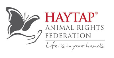 haytap ingilizce logo