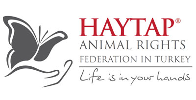 haytap ingilizce logo