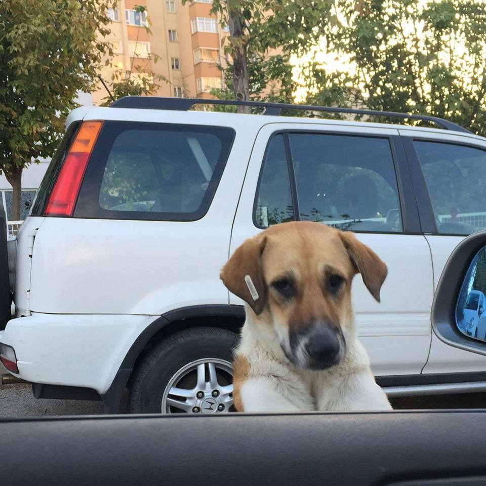 Asliye Hukuk Mahkemesinin Hayvan Tahliyesine Ret Veren Mahkeme Kararına