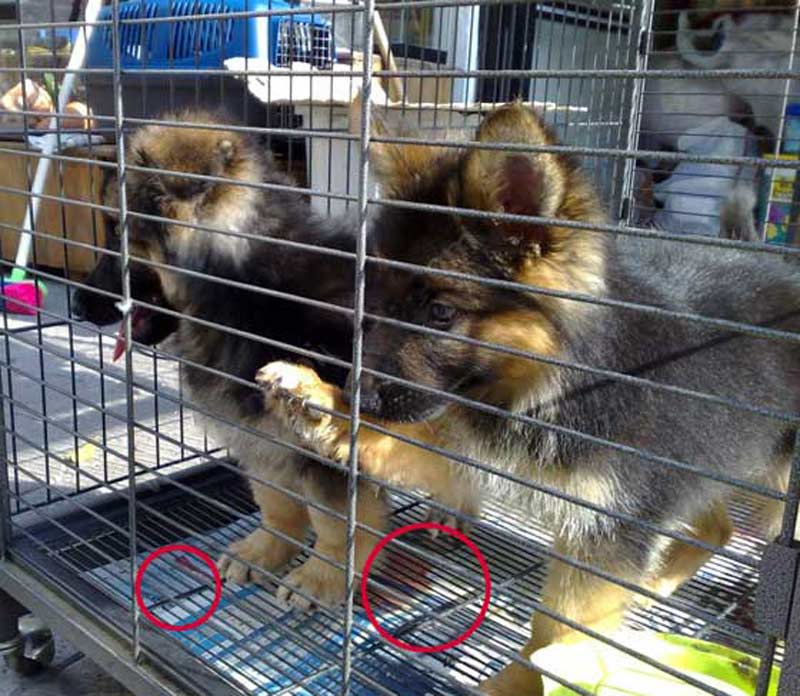 Pet Shop Mu Hayvan Hapishanesi Mi Petshop Gerceginde Yaptiklarimiz Kutuphane Haytap Hayvan Haklari Federasyonu