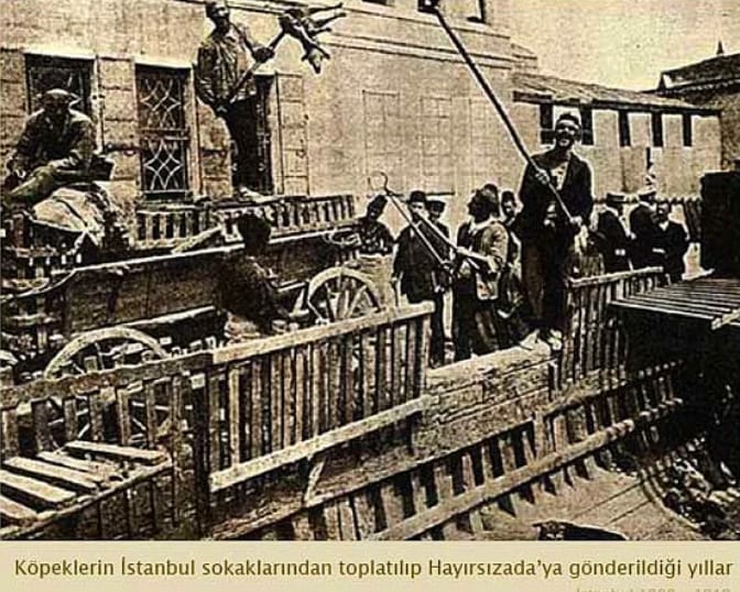 1910 Hayirsizada Toplu Surgun Ve Katliami Hayvan Haklari Tarihi Kutuphane Haytap Hayvan Haklari Federasyonu