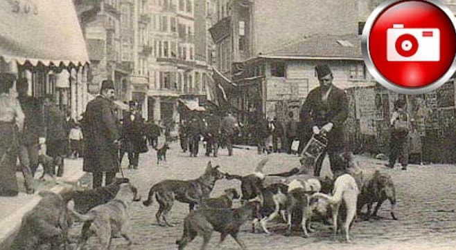 1910 Hayirsizada Toplu Surgun Ve Katliami Hayvan Haklari Tarihi Kutuphane Haytap Hayvan Haklari Federasyonu