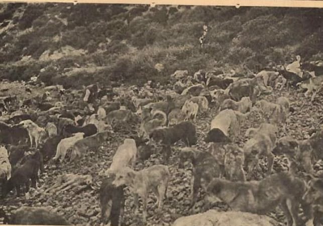 1910 Hayirsizada Toplu Surgun Ve Katliami Hayvan Haklari Tarihi Kutuphane Haytap Hayvan Haklari Federasyonu