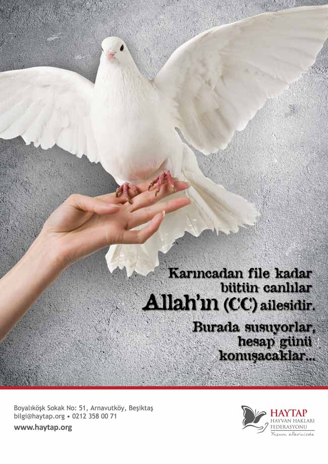 dini_el_kuslu